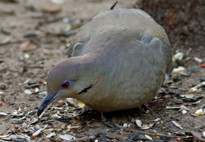 White-winged Dove - ML646054262