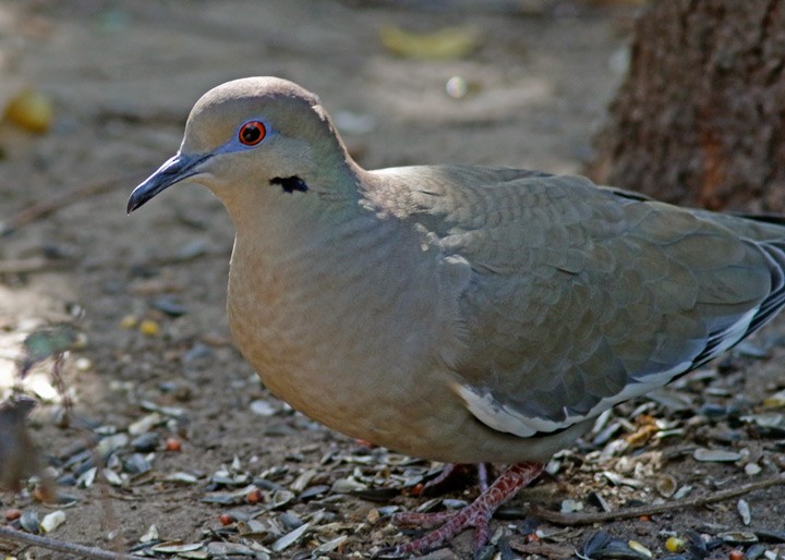 White-winged Dove - ML646054263