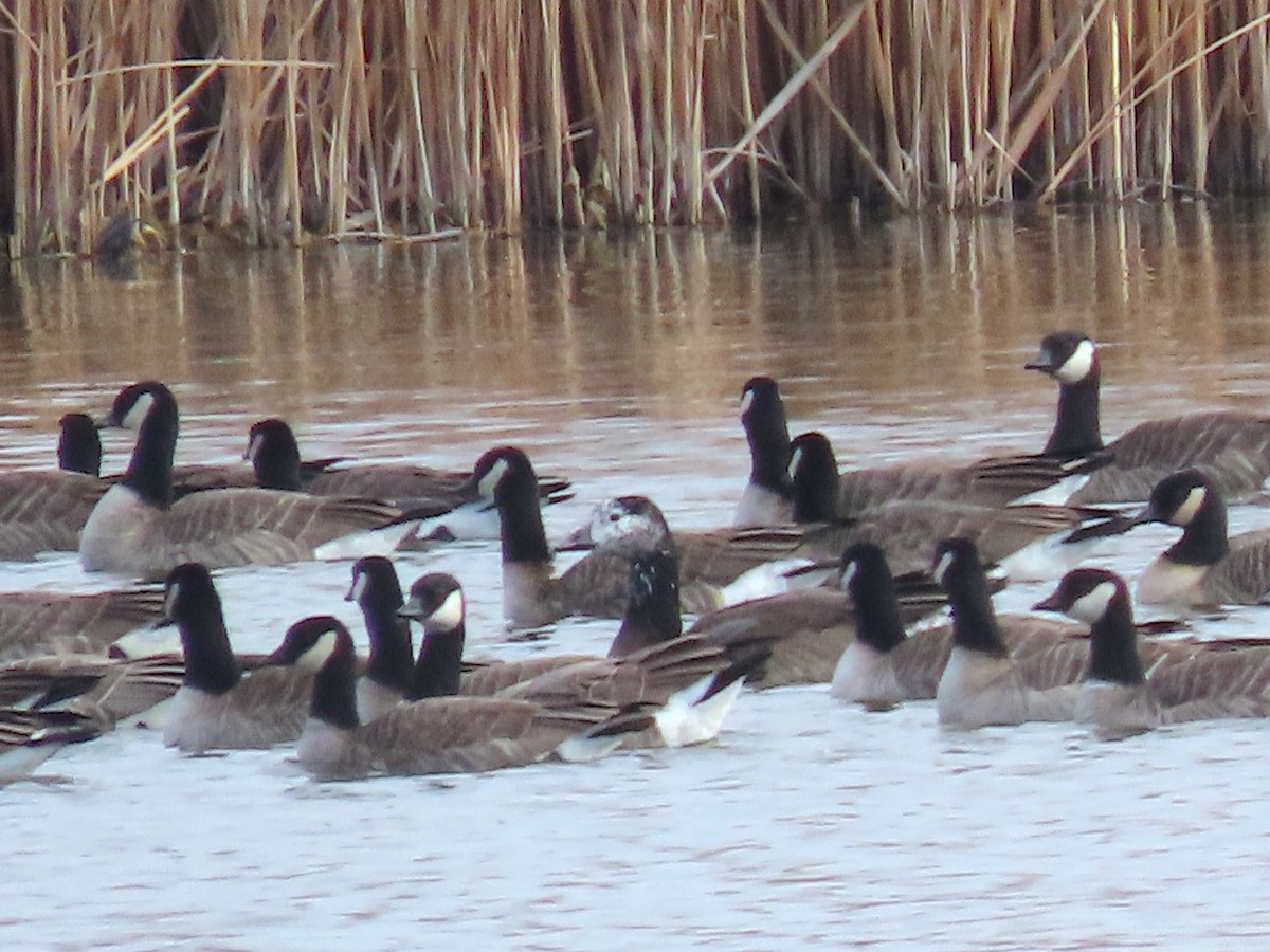 Greater White-fronted x Cackling/Canada Goose (hybrid) - ML646054264