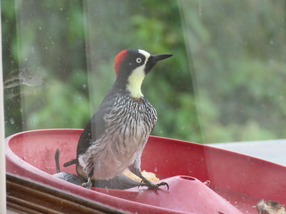 Acorn Woodpecker - ML646054265