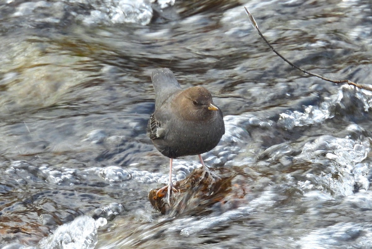 American Dipper - ML646054268