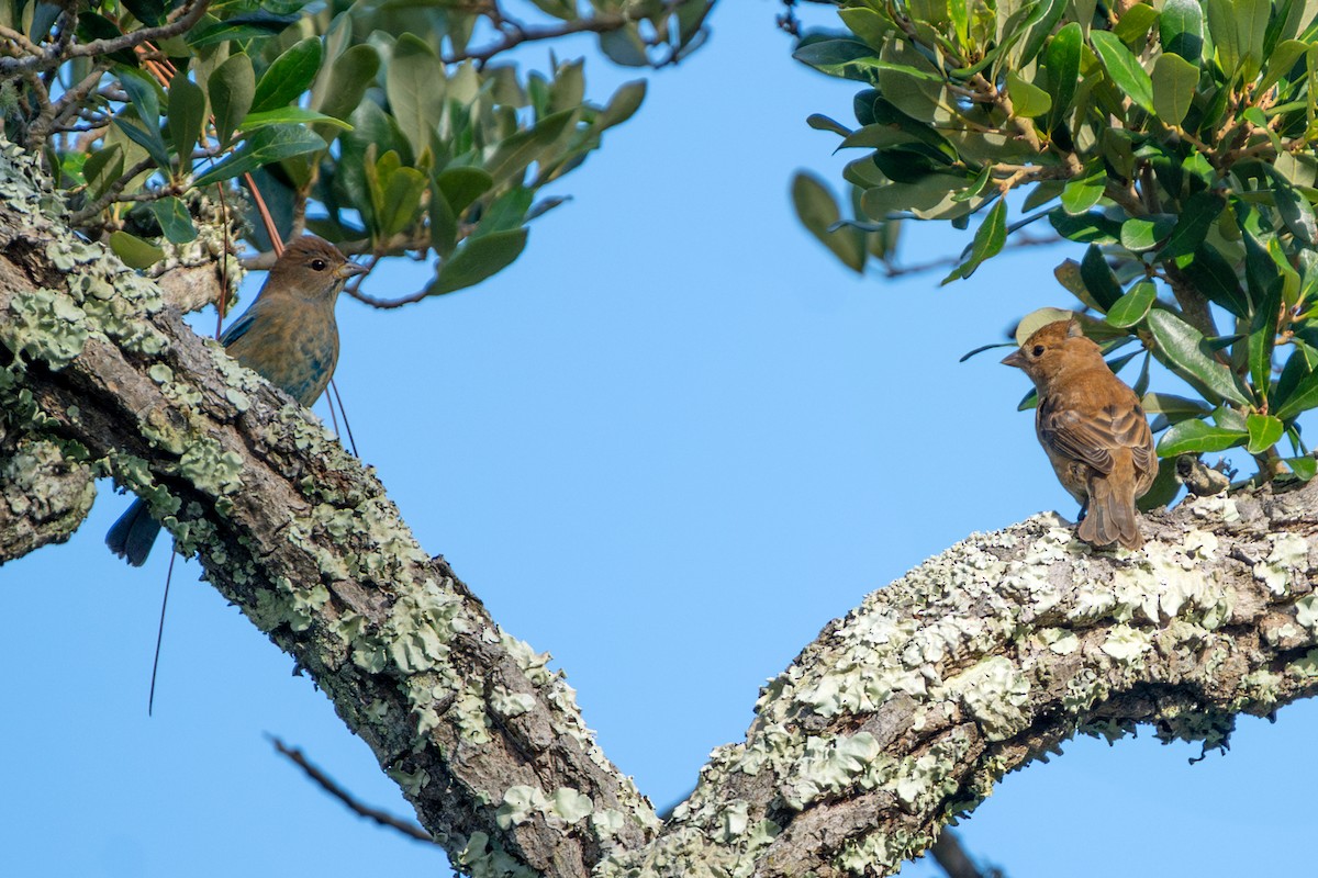 Индиговый колорин - ML646054271