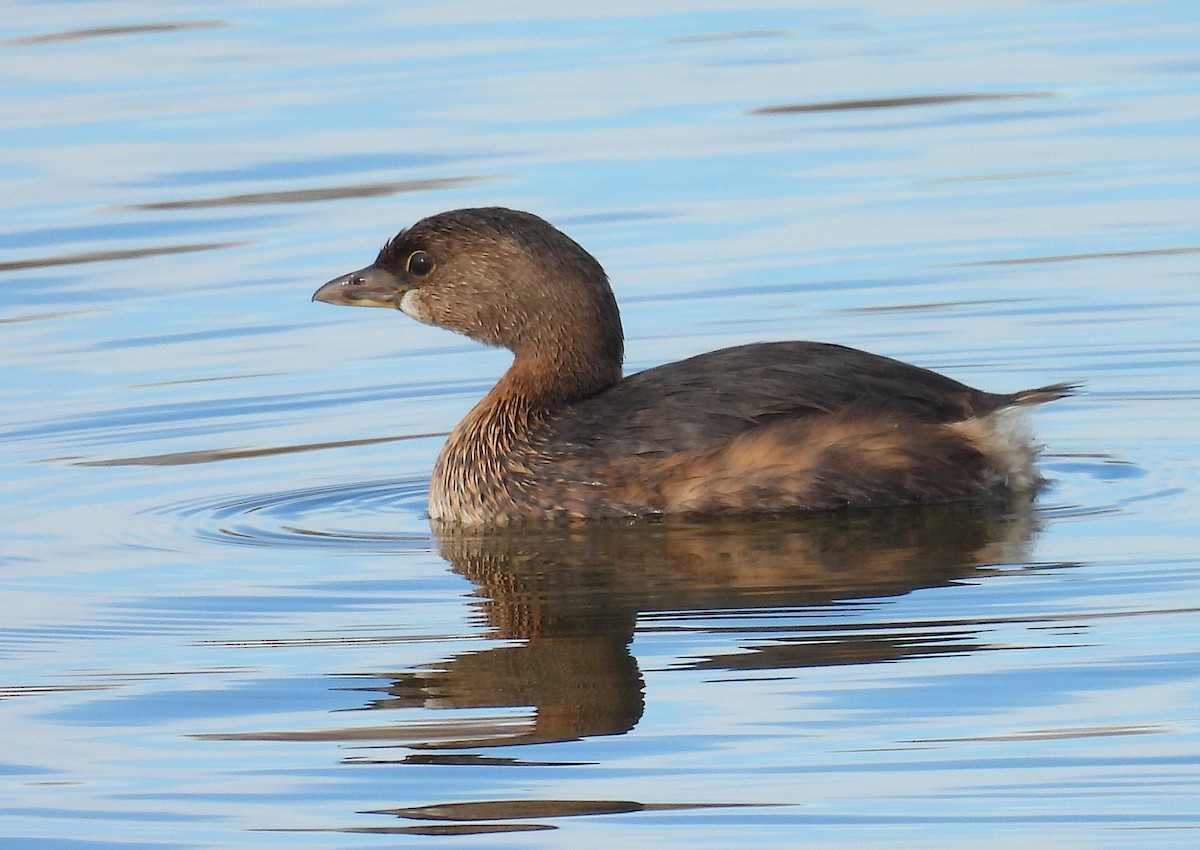 Pied-billed Grebe - ML646054281