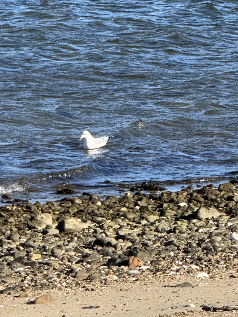 Ring-billed Gull - ML646054283