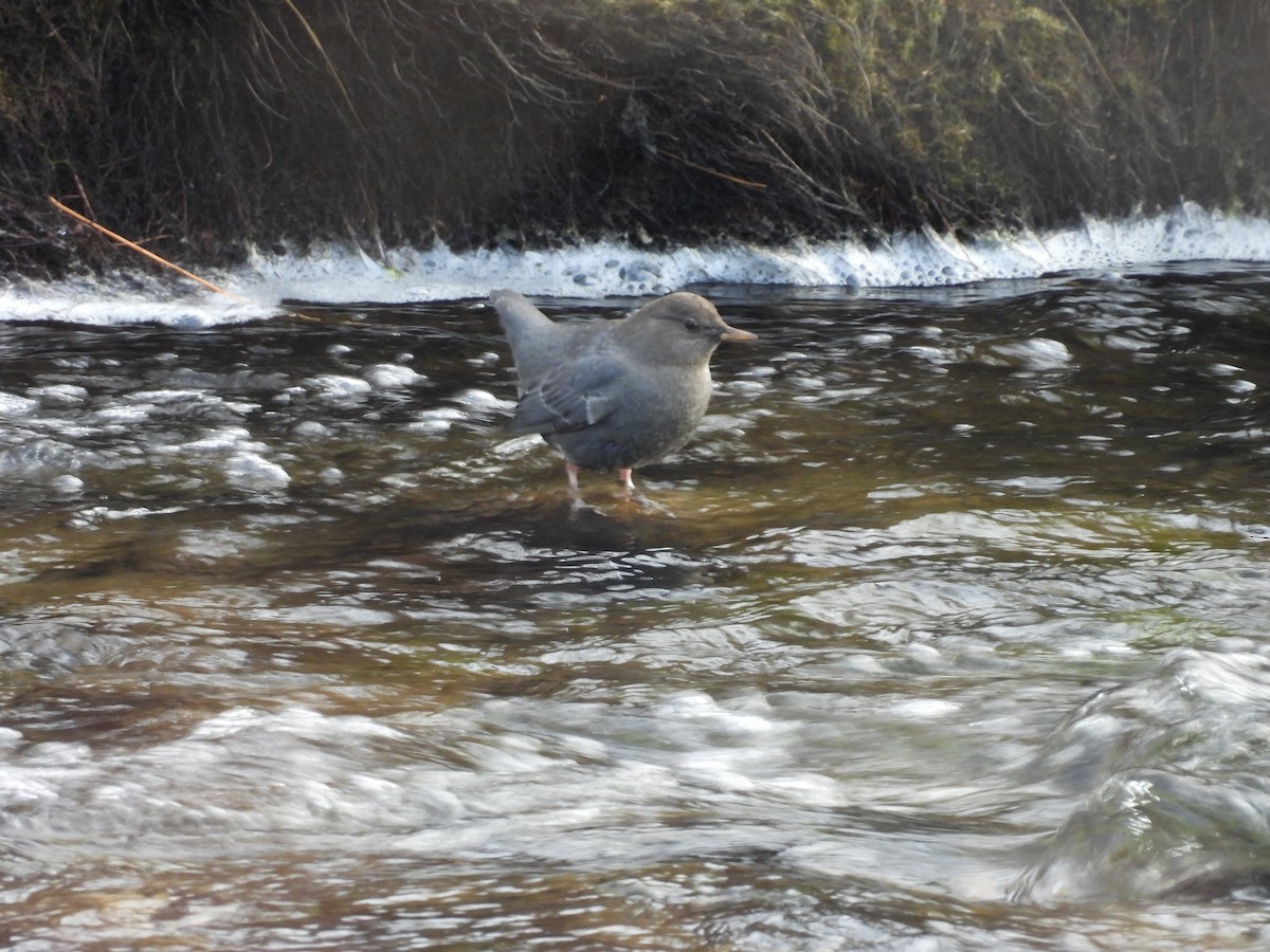 American Dipper - ML646054284