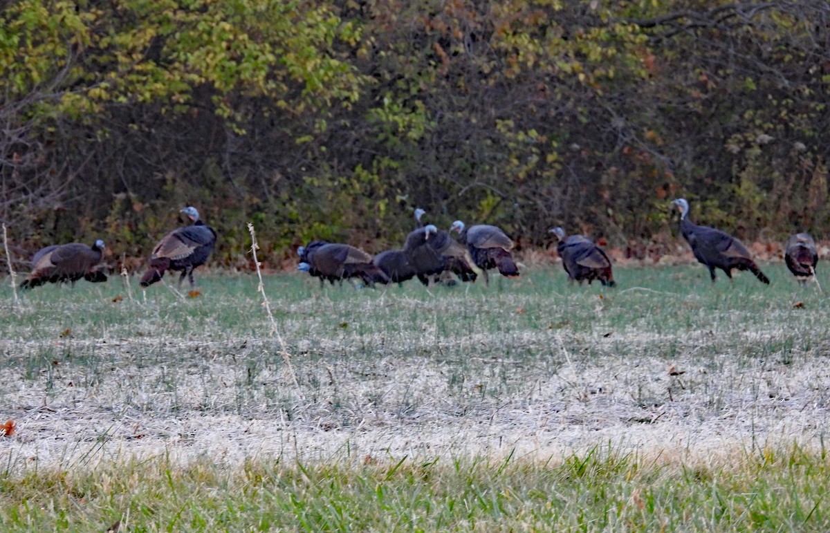 Wild Turkey - ML646054285