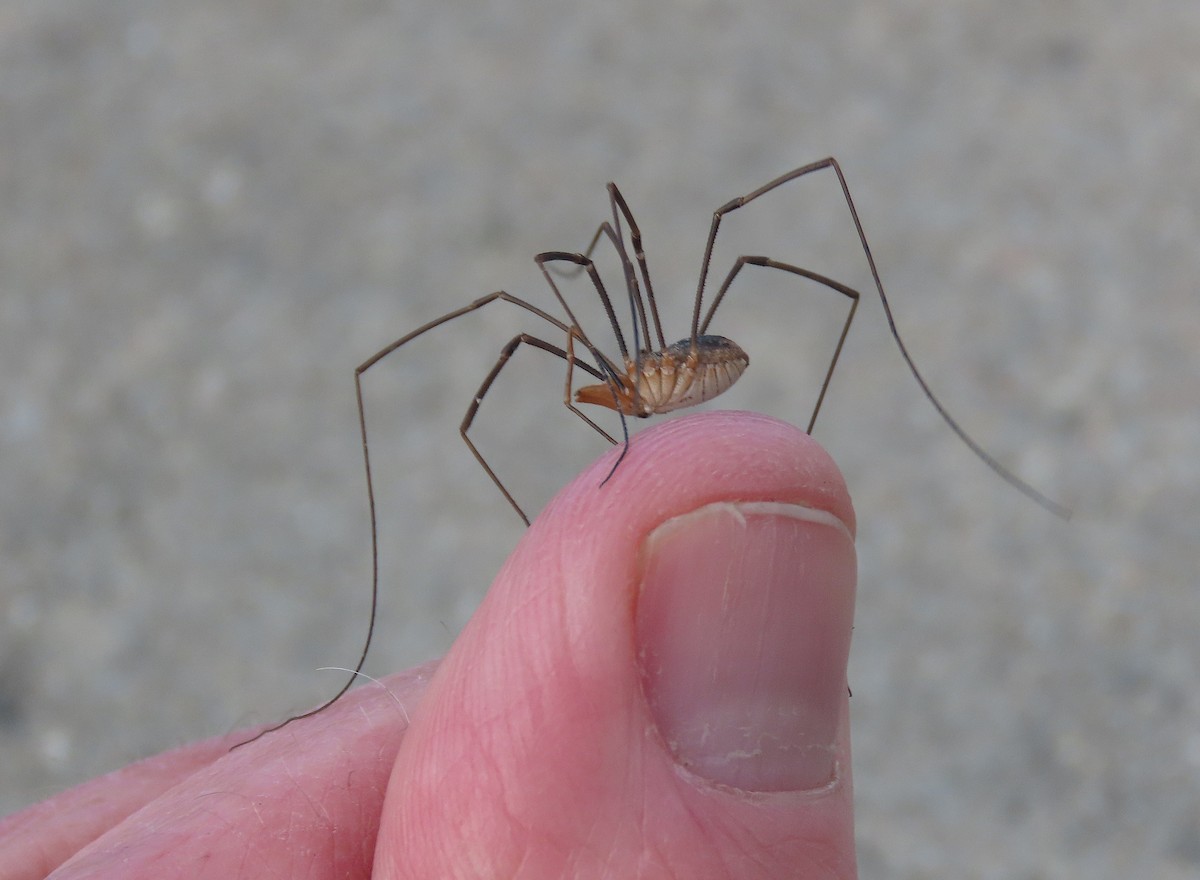 European Harvestman - ML646054287