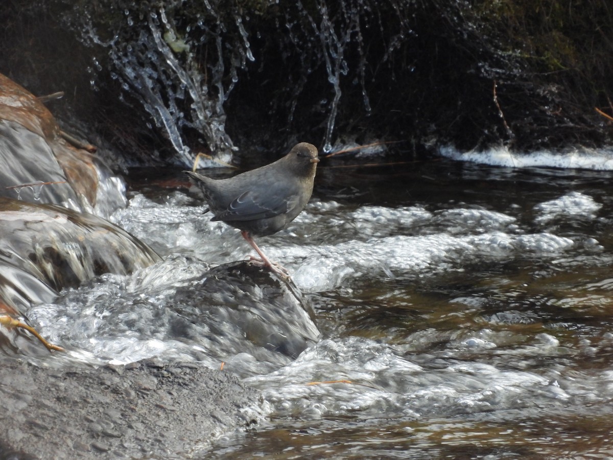 American Dipper - ML646054295