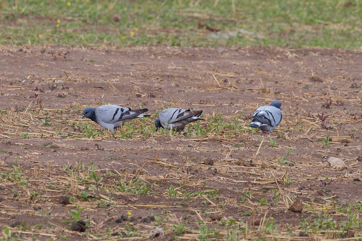 Hill Pigeon - ML646054298
