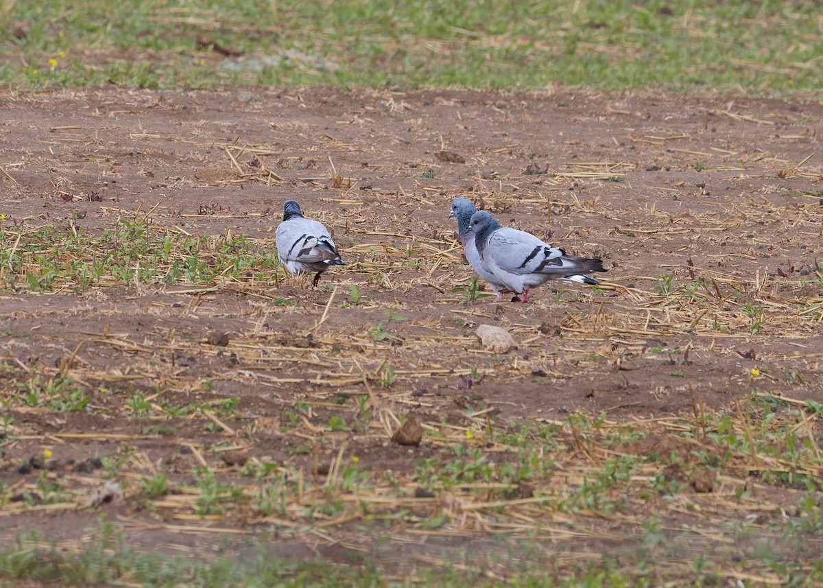 Hill Pigeon - ML646054299