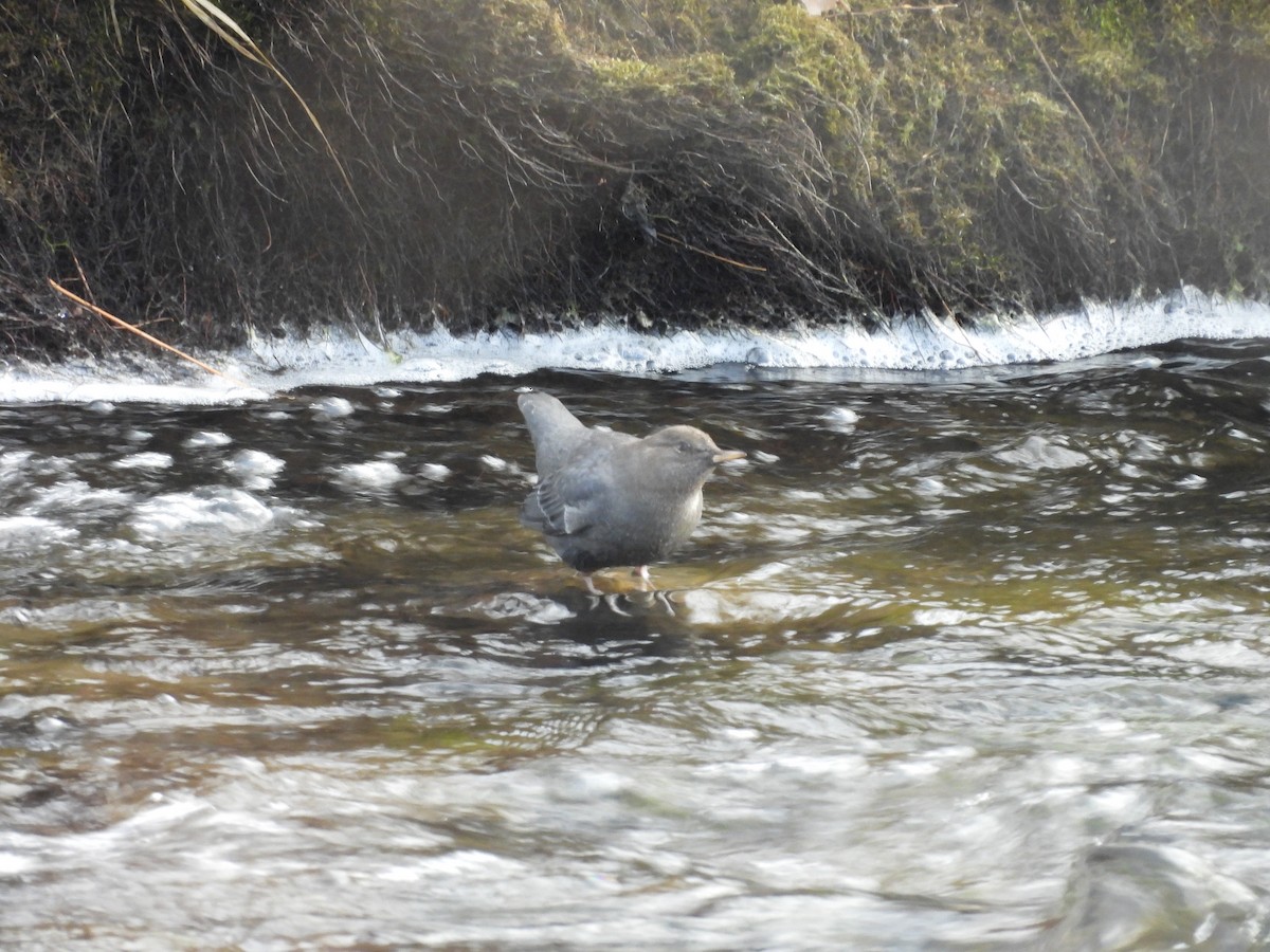 American Dipper - ML646054301