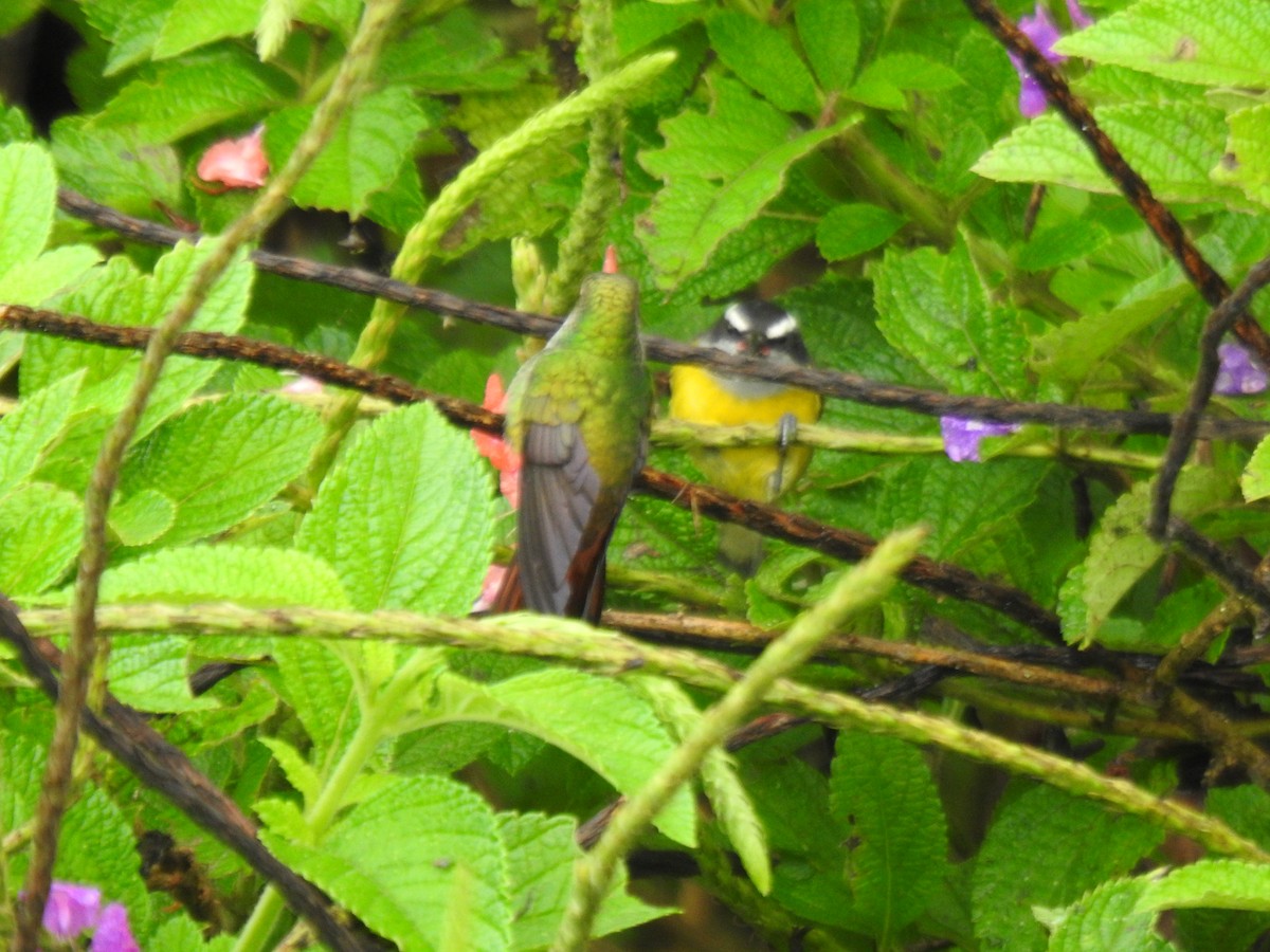 ハイバラエメラルドハチドリ - ML646054302