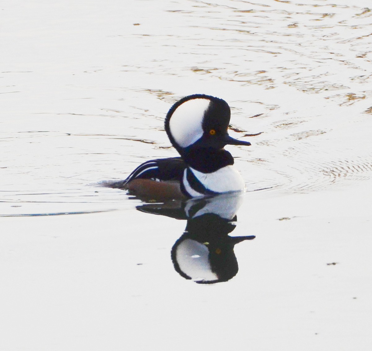 Hooded Merganser - ML646054305