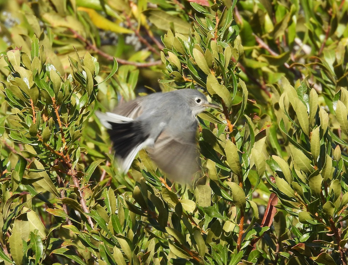 Blue-gray Gnatcatcher - ML646054320