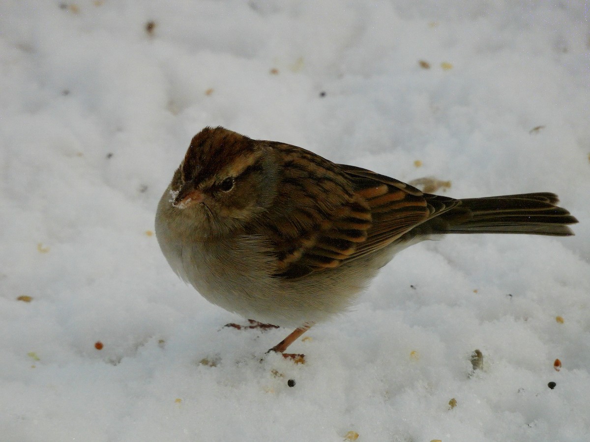Карнатка білоброва - ML646054330