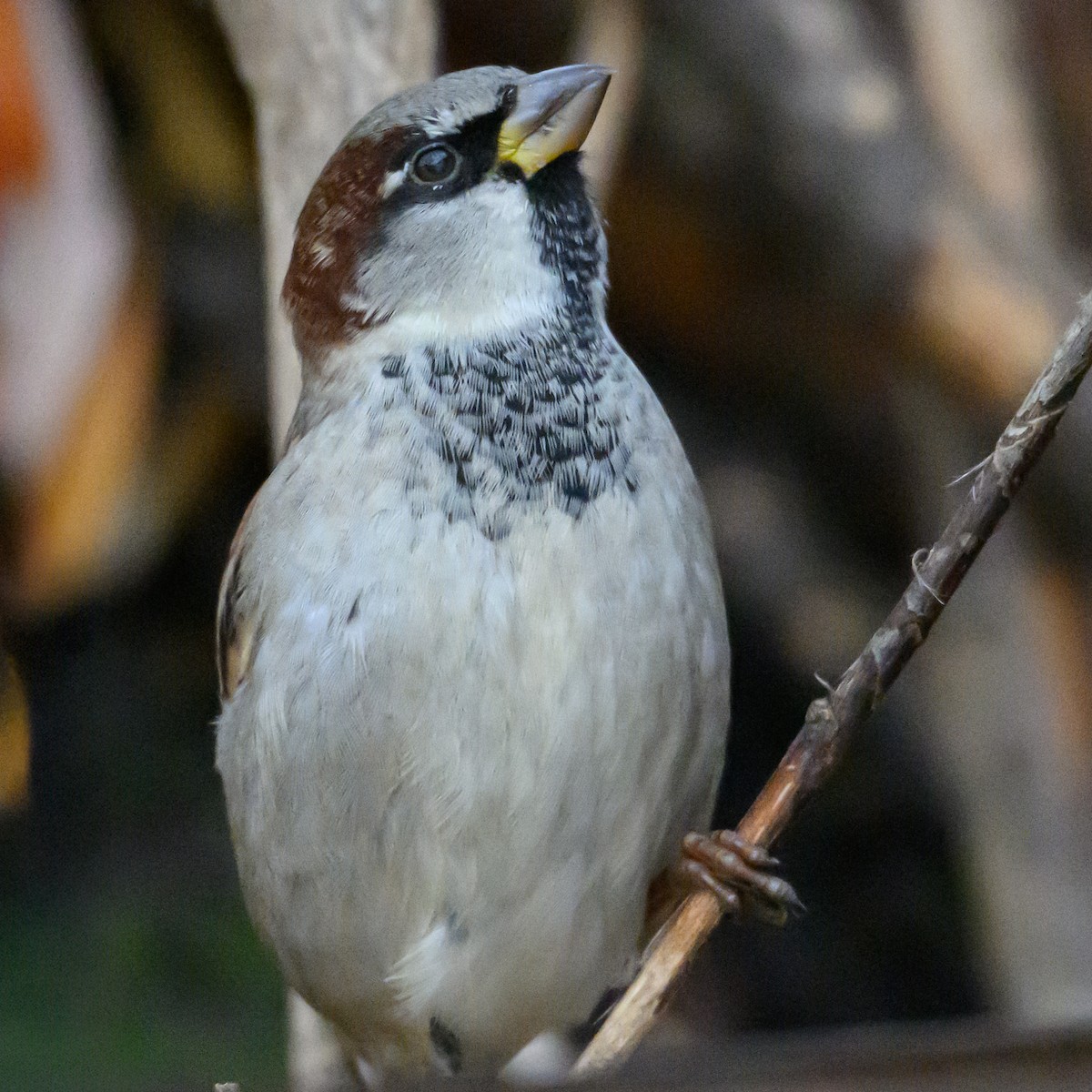 Gorrión Común - ML646054340