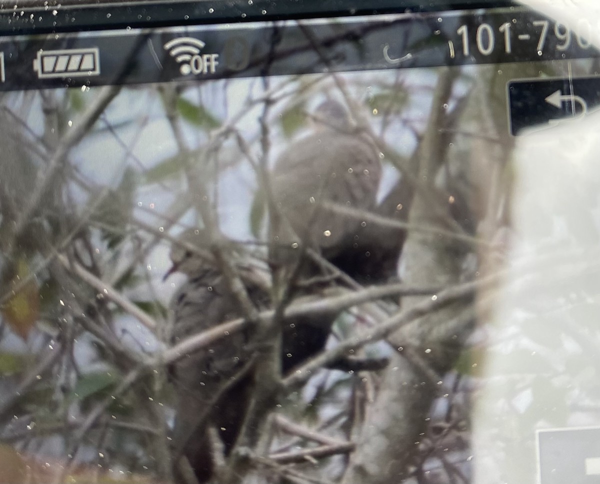 holoubek vrabčí - ML646054341