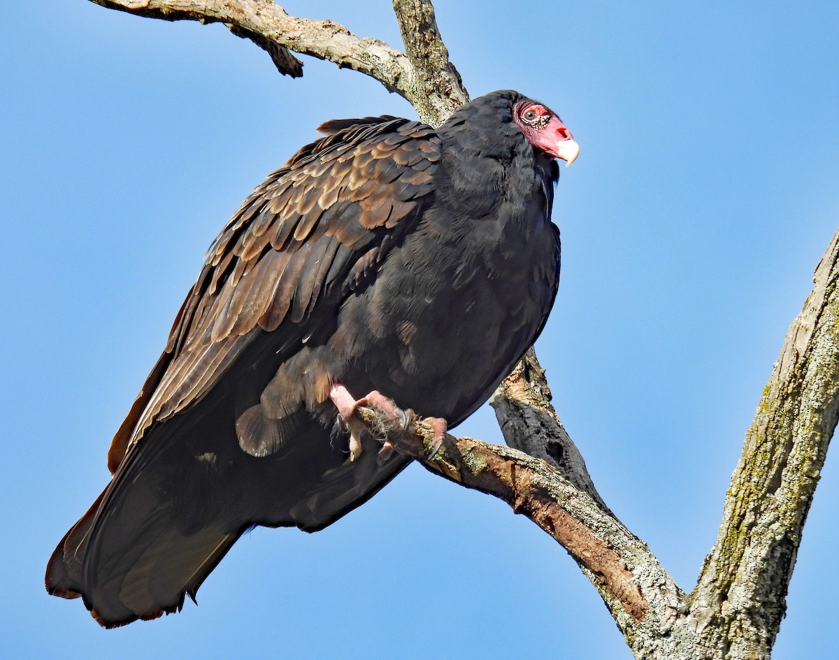 Turkey Vulture - ML646054344