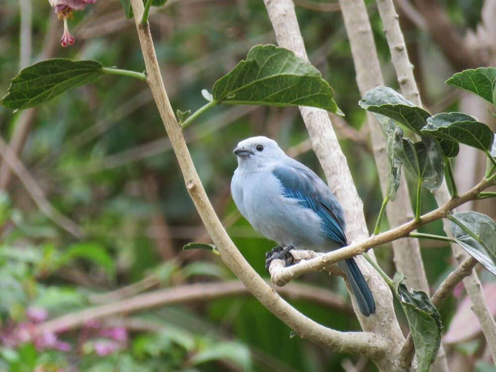 Blue-gray Tanager - ML646054347