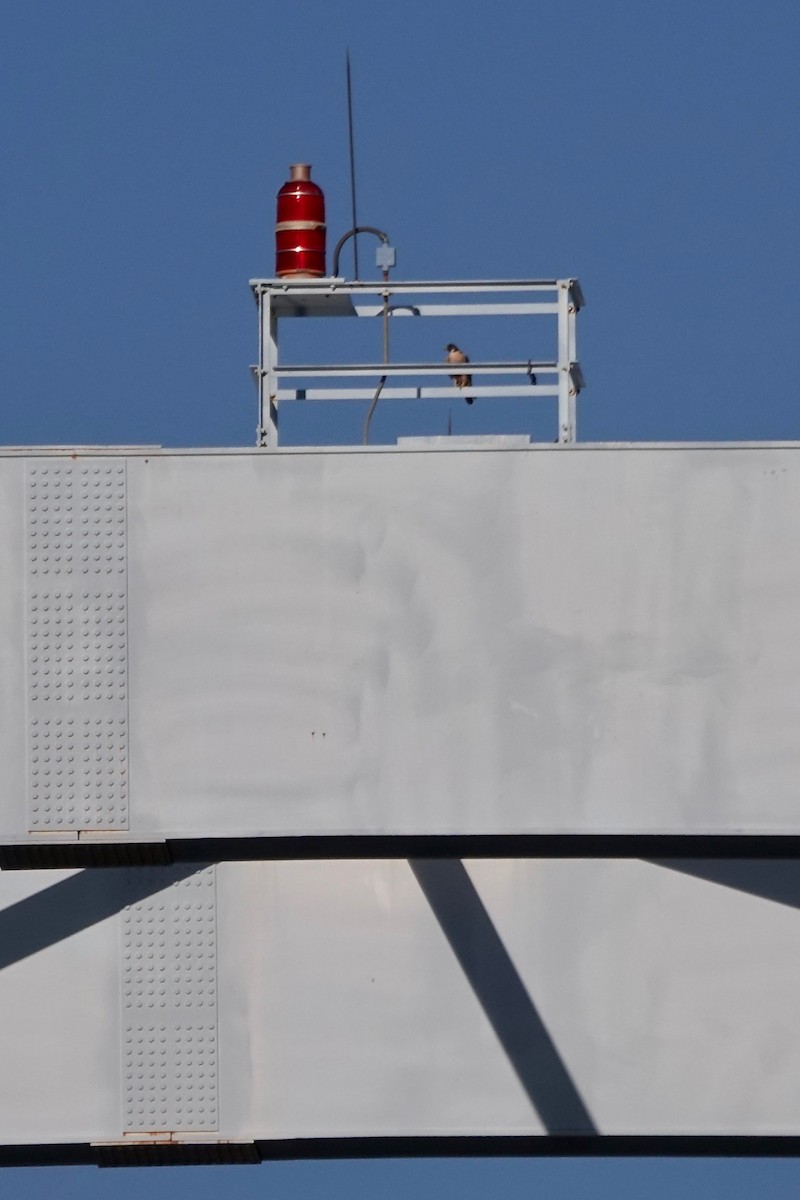 Peregrine Falcon - ML646054350