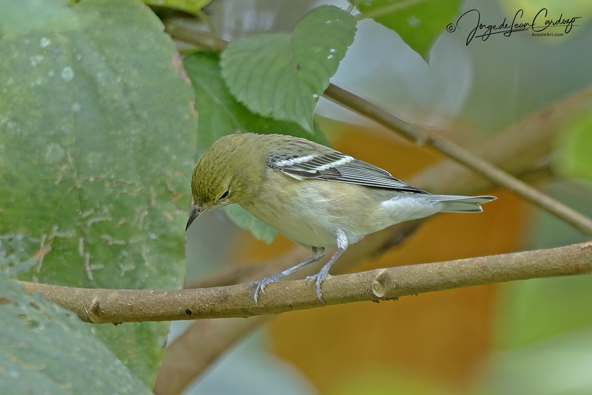 Пісняр-лісовик каштановий - ML646054363