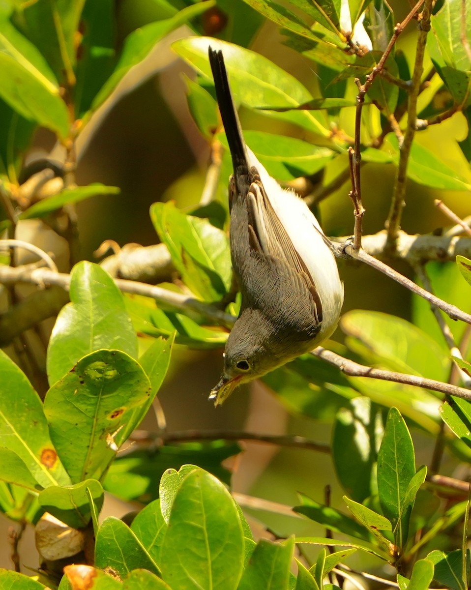 Blue-gray Gnatcatcher - ML646054364