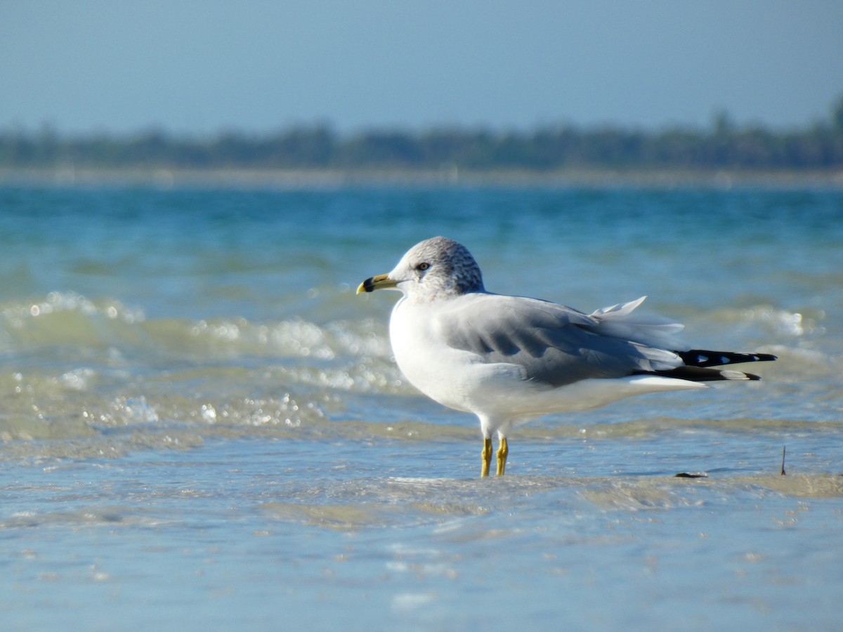 Ring-billed Gull - ML646054369