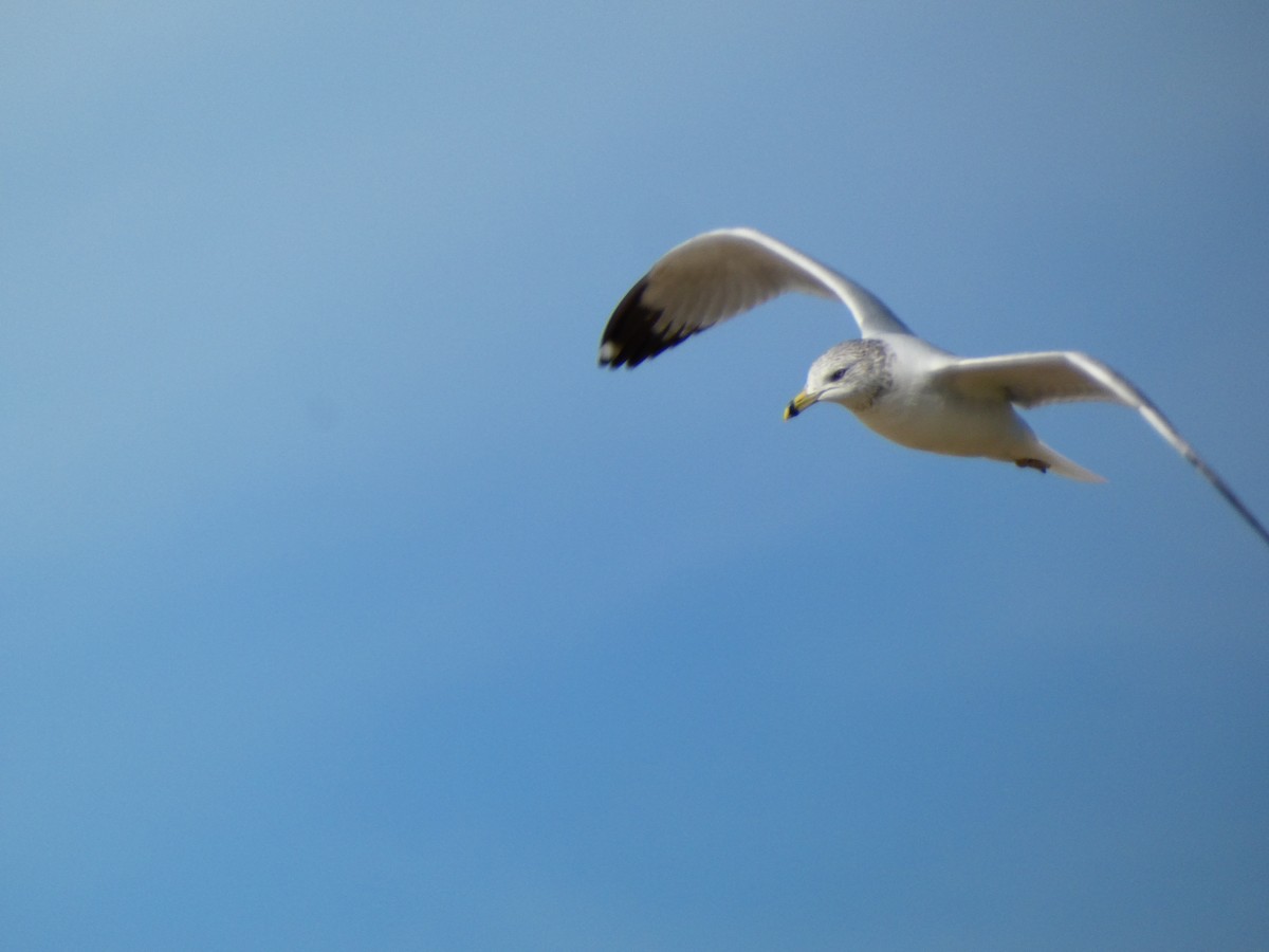 Ring-billed Gull - ML646054370