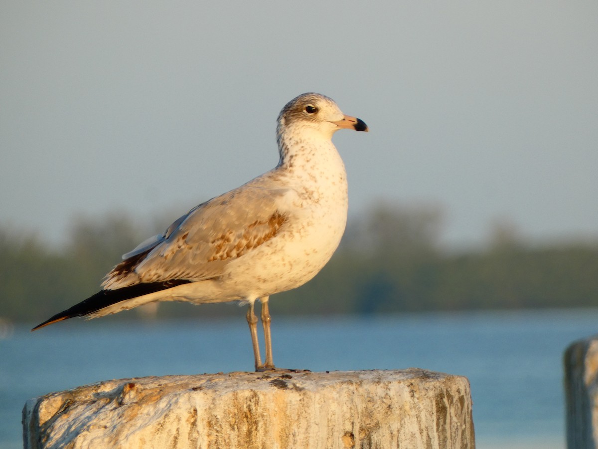 Ring-billed Gull - ML646054371