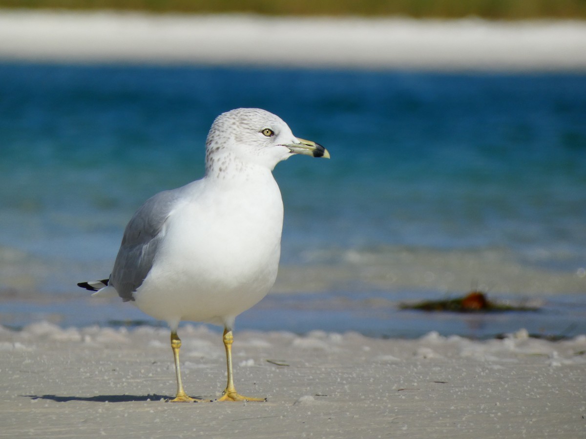Ring-billed Gull - ML646054372