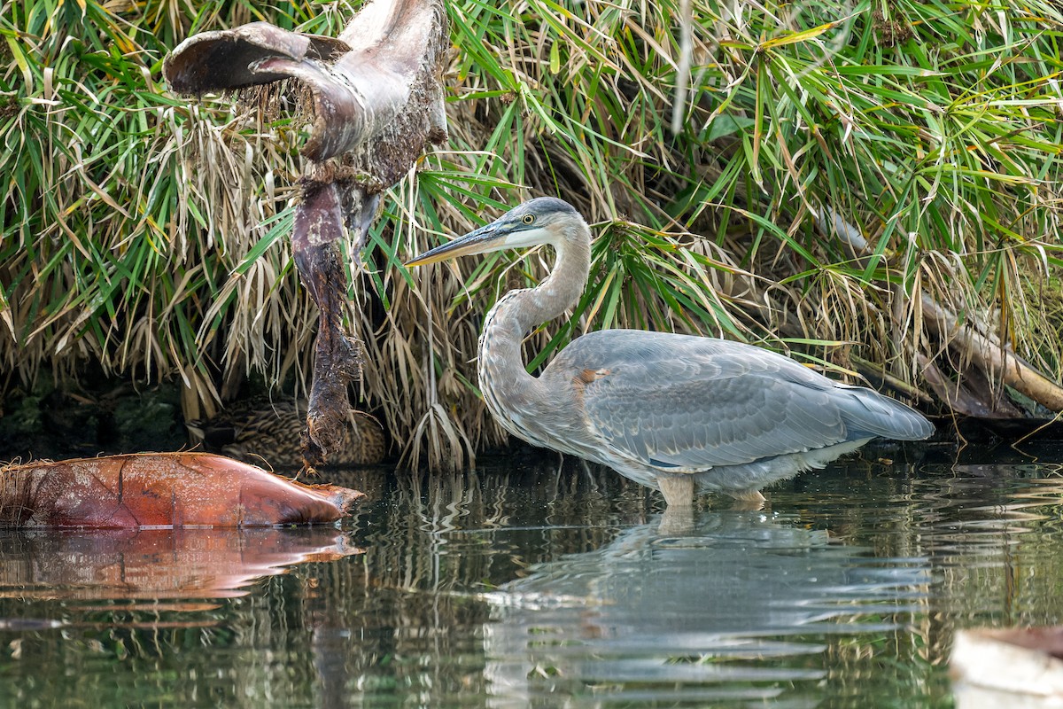 Great Blue Heron - ML646054373