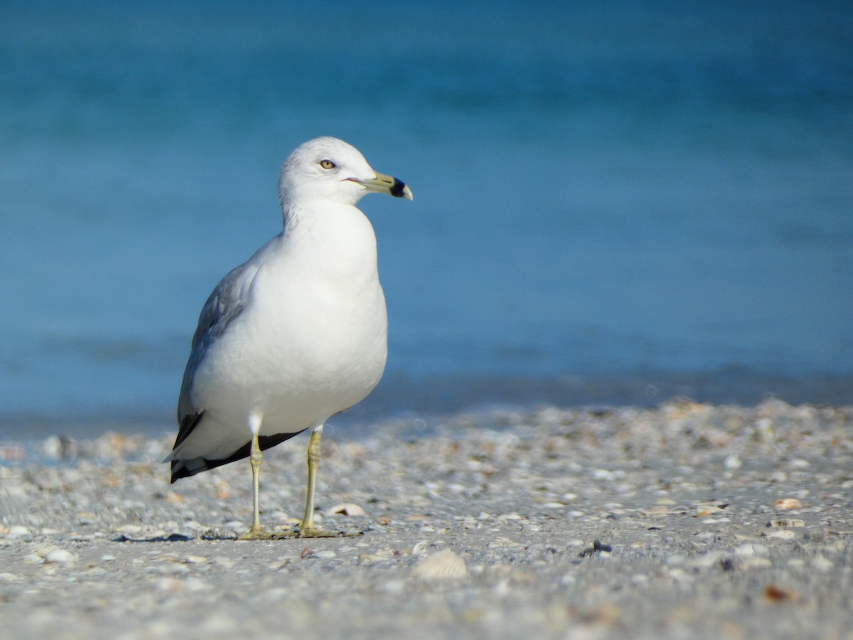 Ring-billed Gull - ML646054374
