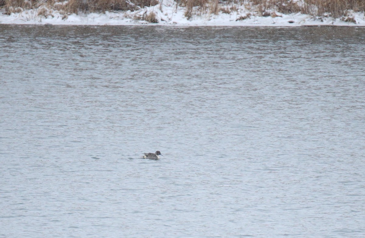 Northern Pintail - ML646054375