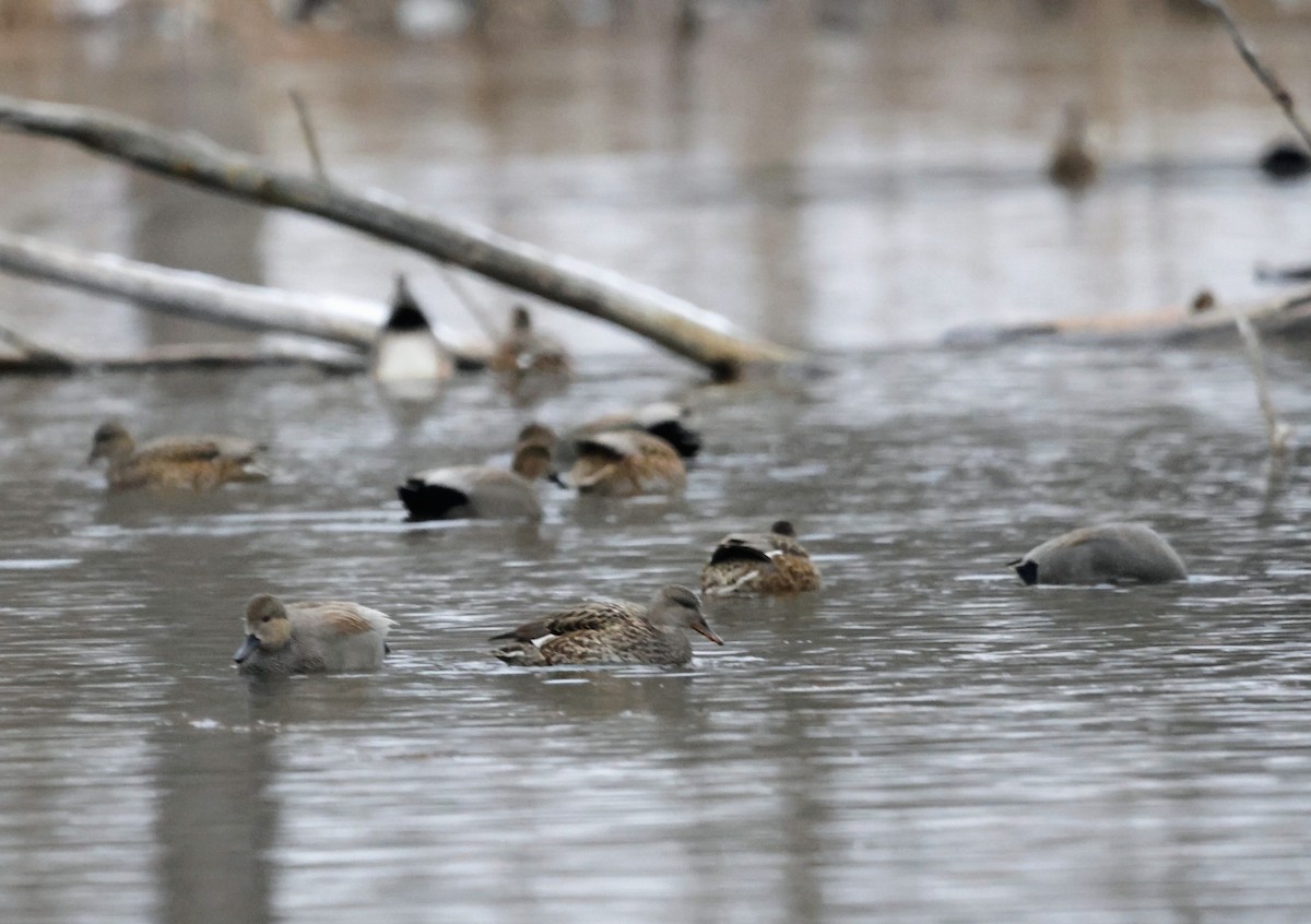 Gadwall - ML646054376