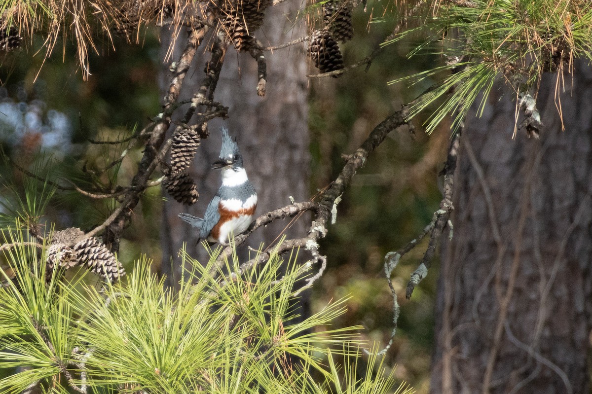 Belted Kingfisher - ML646054377