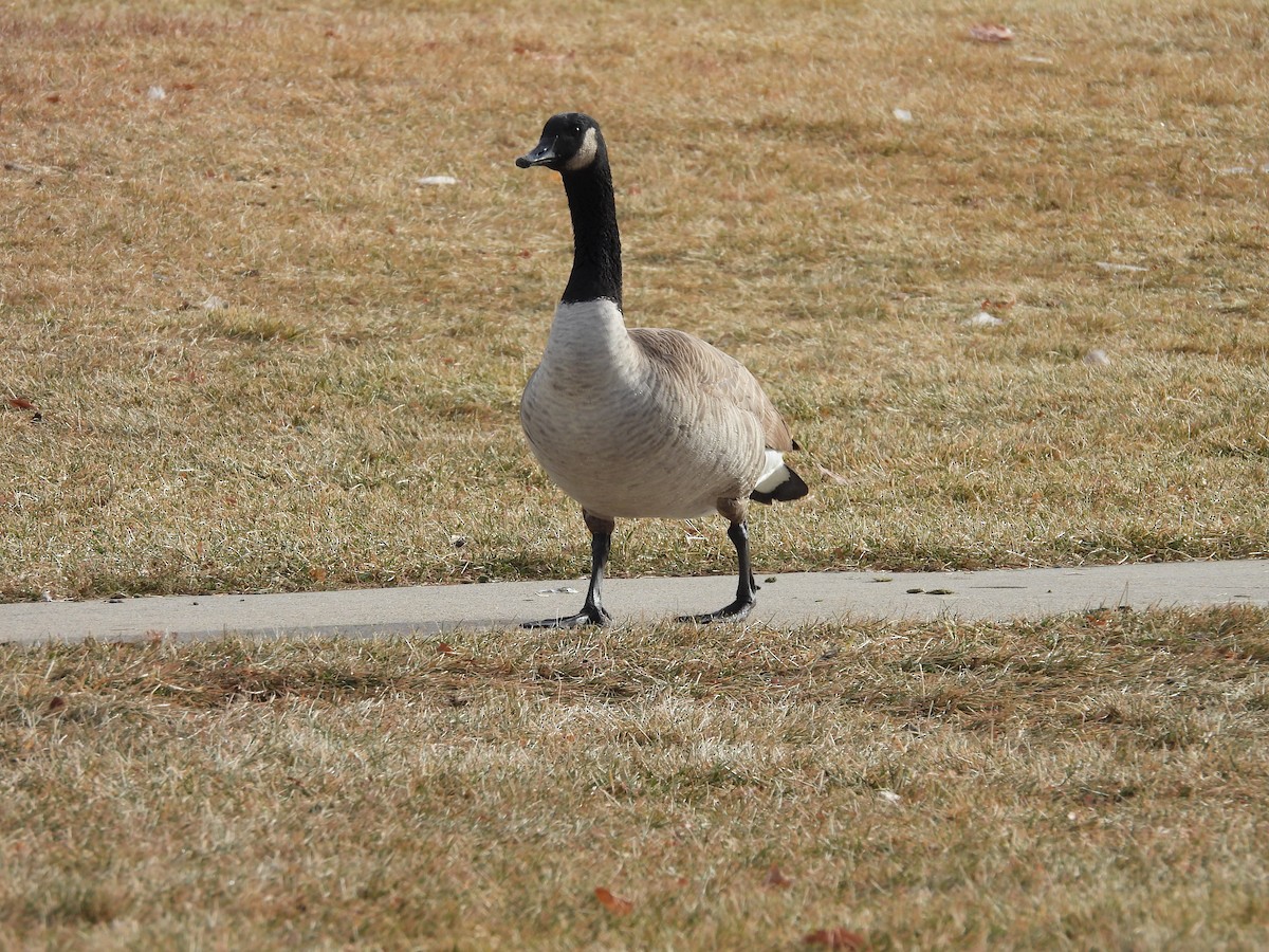 Canada Goose - ML646054378