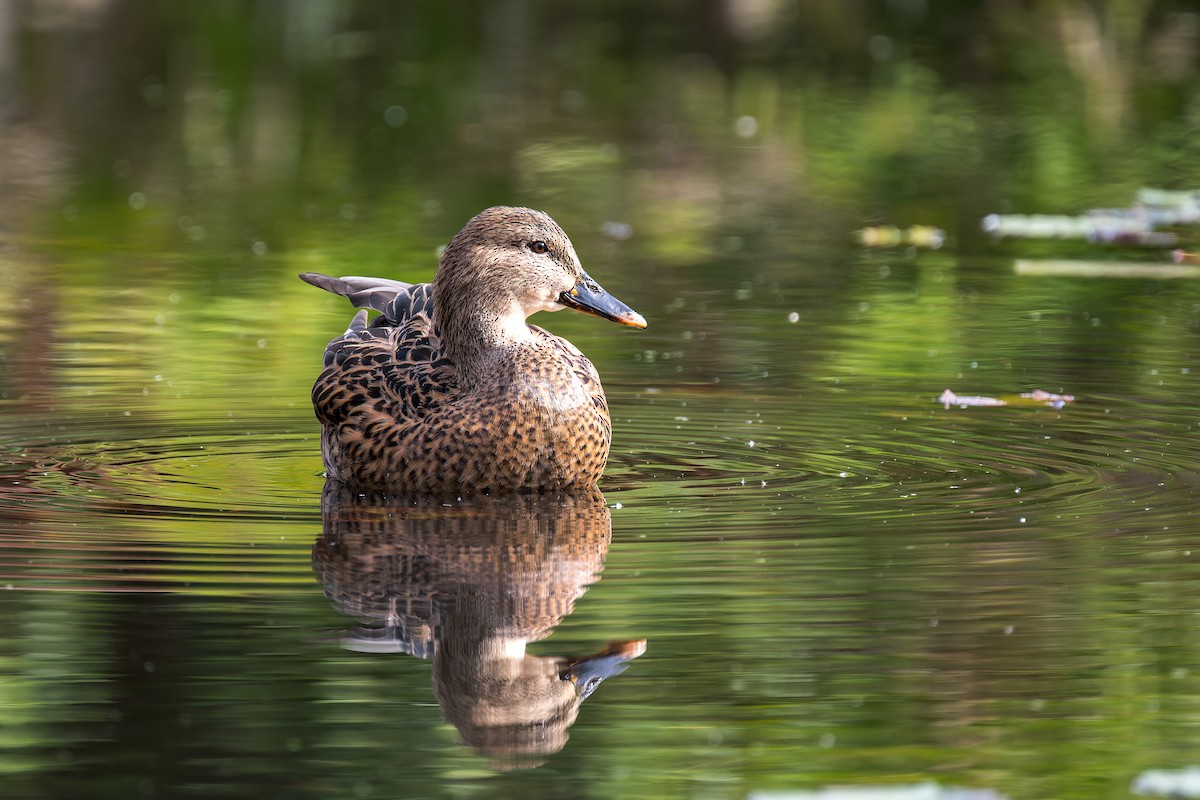 Mallard - ML646054379