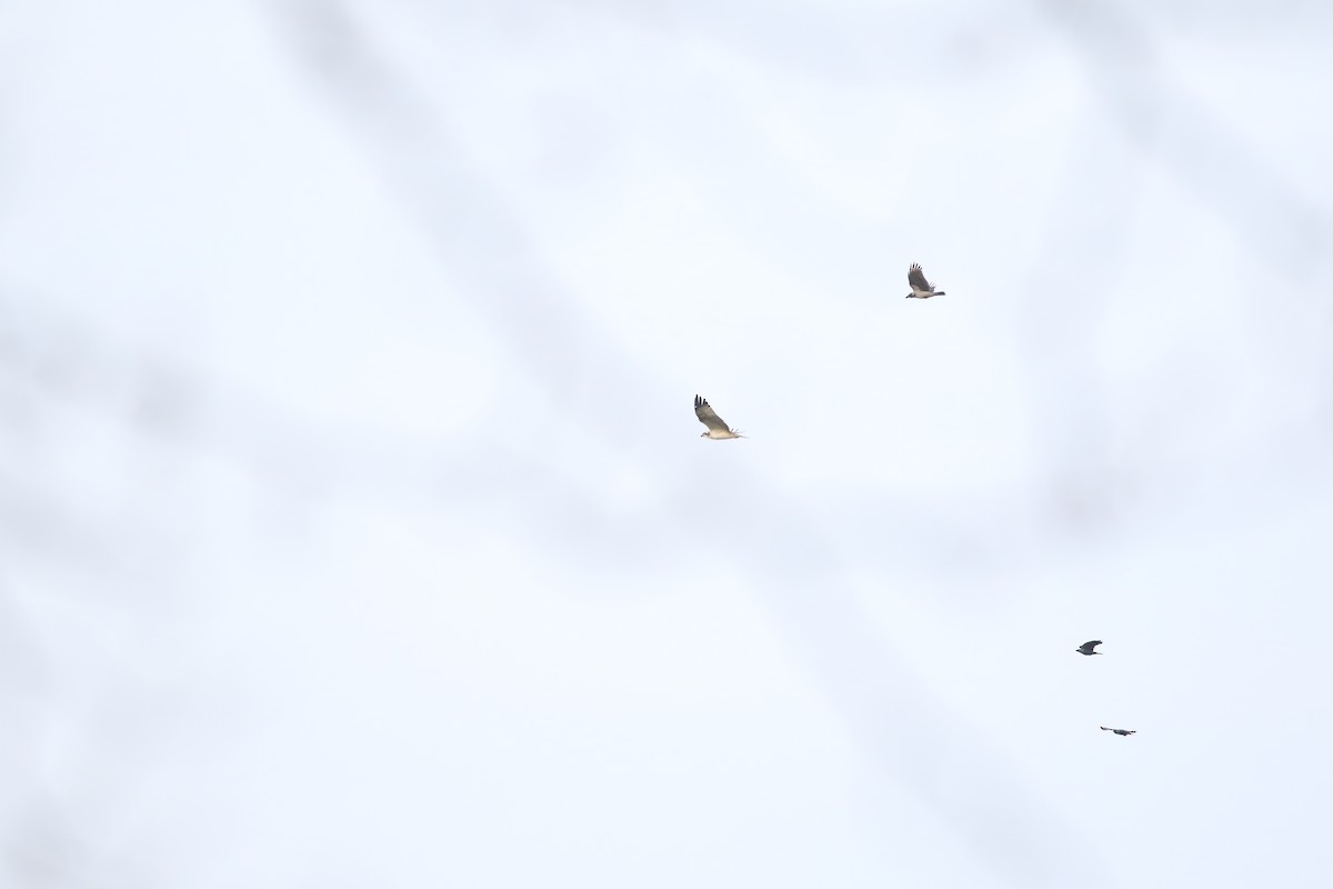 Osprey - ML646054380