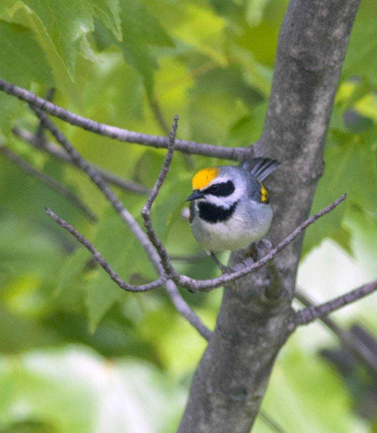 Golden-winged Warbler - ML646054381