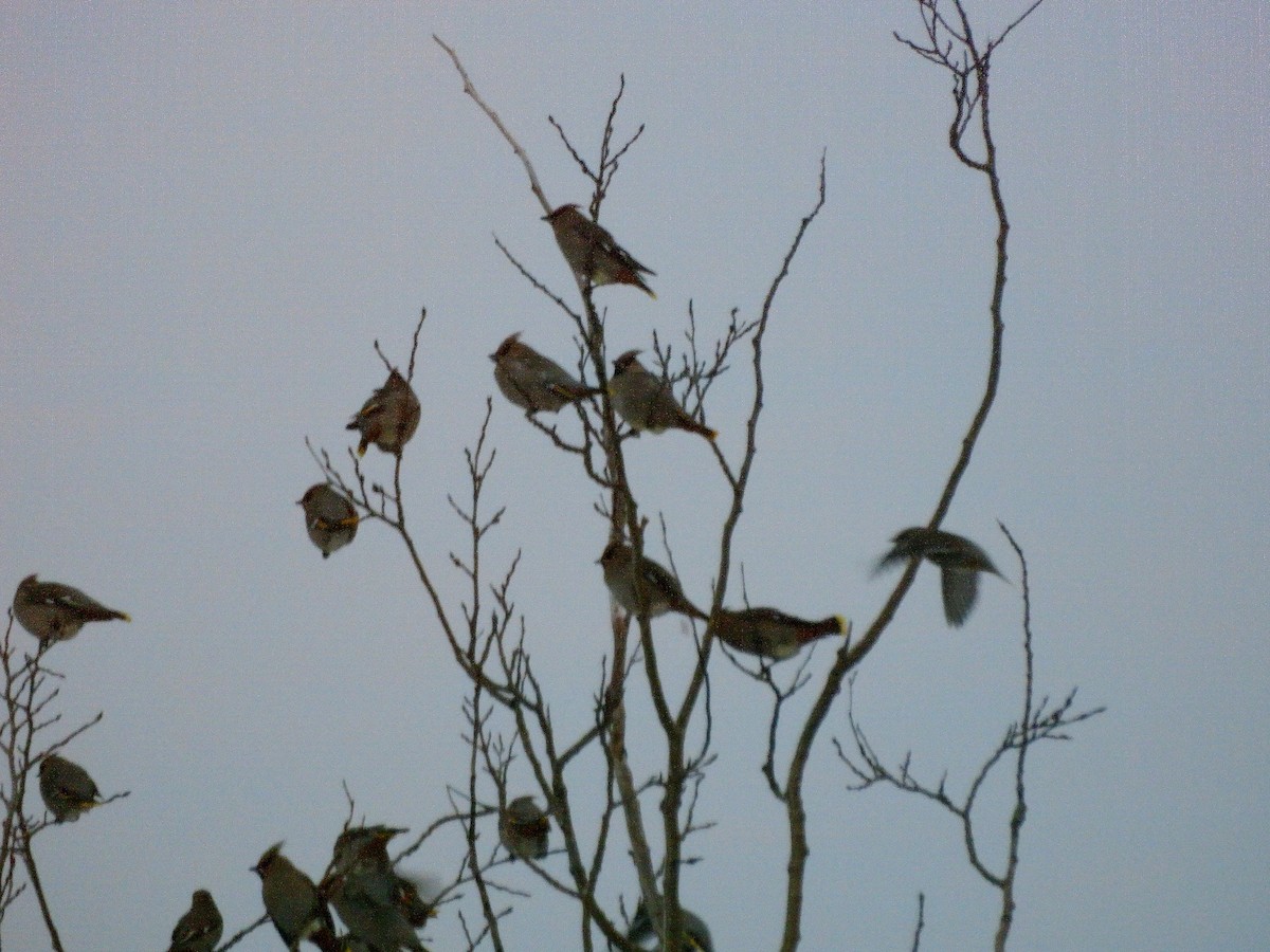 Bohemian Waxwing - ML646054382