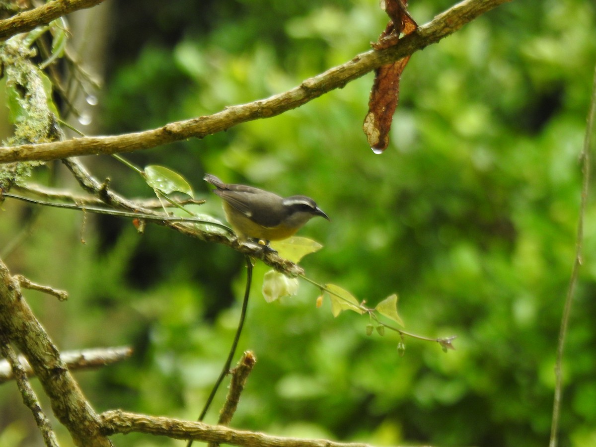 Bananaquit - ML646054383