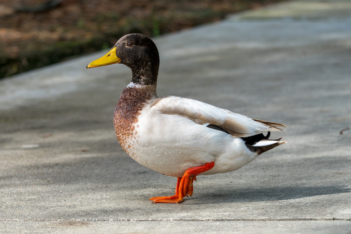 Mallard - ML646054384