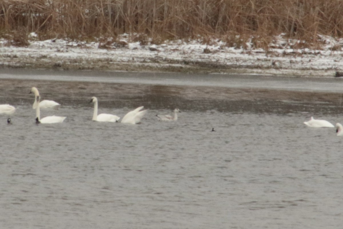 Snow Goose - ML646054386