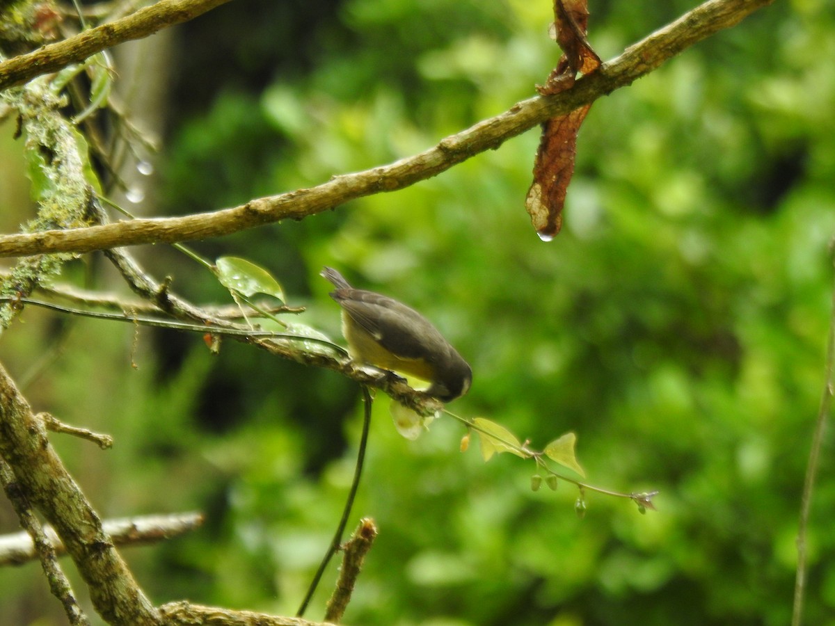 Bananaquit - ML646054387