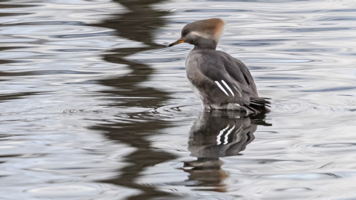 Hooded Merganser - ML646054388