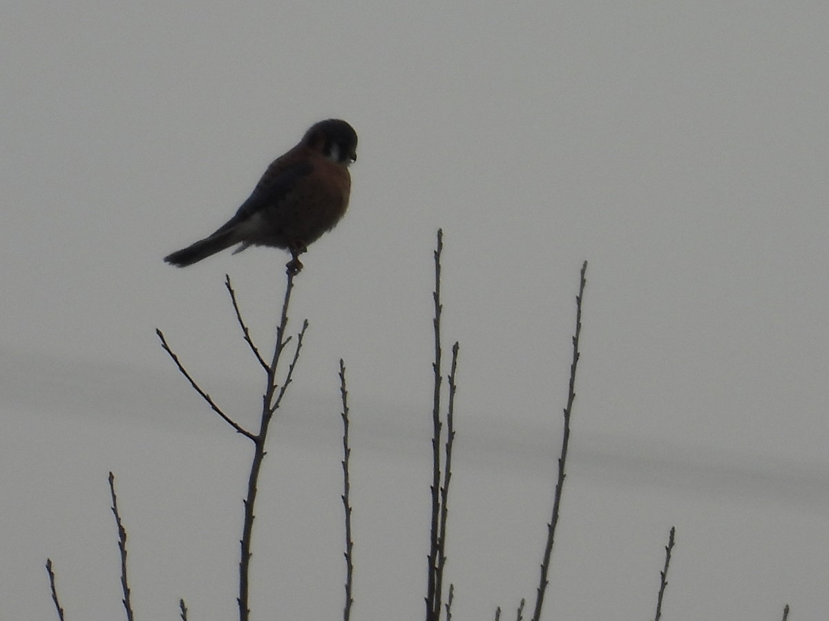 American Kestrel - ML646054389