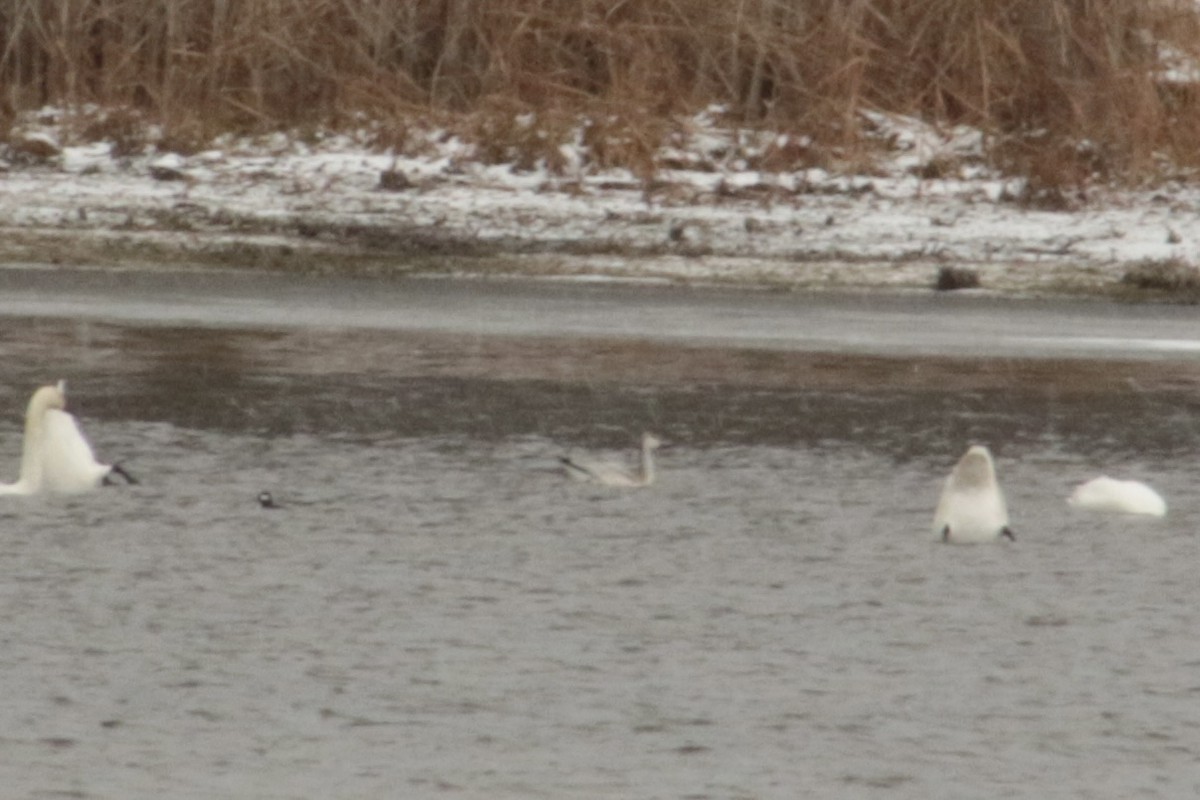 Snow Goose - ML646054390