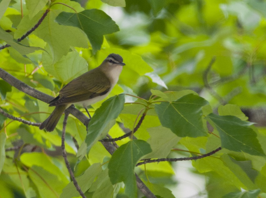 Red-eyed Vireo - ML646054391