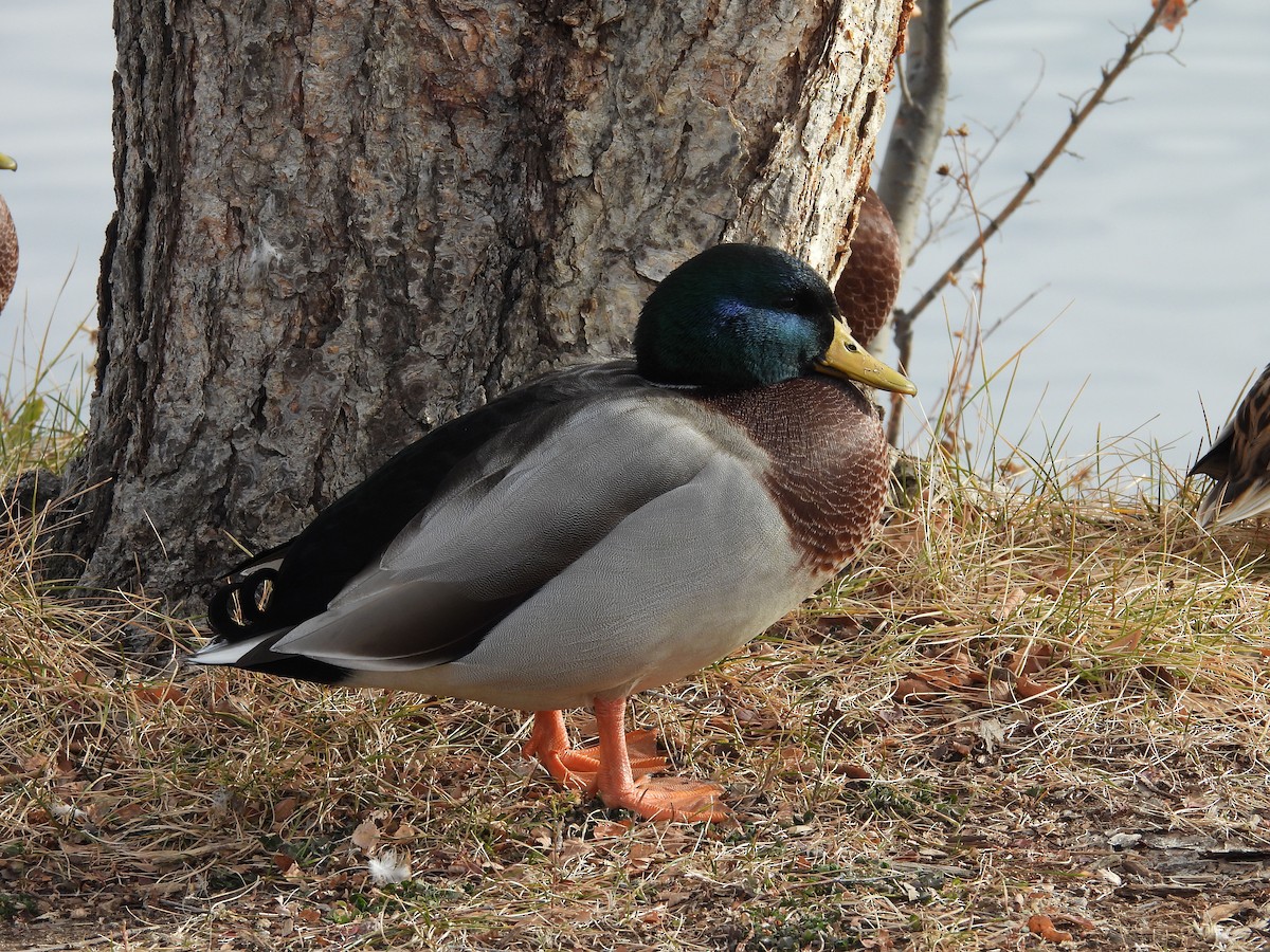Mallard - ML646054393