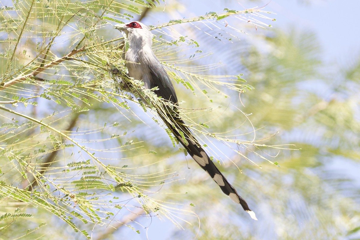 Green-billed Malkoha - ML646054394